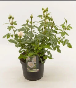 Duftrosen, Verschiedene Sorten -Gardena Store 7800782 PR FS 003 LionsRoseDuftroseInSorten5LEPS