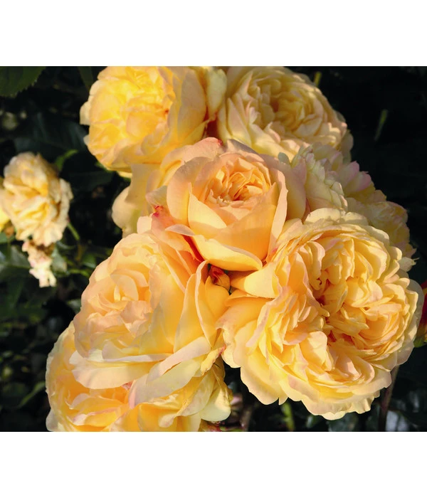 Beetrose 'Romantische Straße®' 1 Beetrose 'Romantische Straße®'