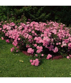 Bodendeckerrose 'Mirato®' -Gardena Store 7803091 WE DE 002 BodendeckerRoseMiratoTantauPink
