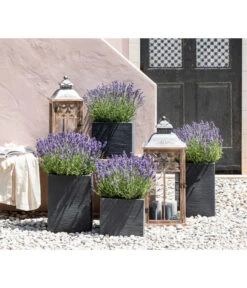 Dehners Bienen-Lavendel, 4er-Set 6 Dehners Bienen-Lavendel, 4er-Set -Gardena Store 7805773 WE MO 001 Lavendel