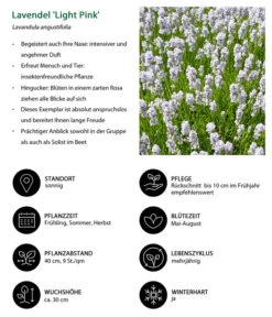 Lavendel-Set Lavendel-Vielfalt, 4-teilig -Gardena Store 7805781 WE IG 001 LavendelLightPinkAngustifoliaLightPinkLuckner