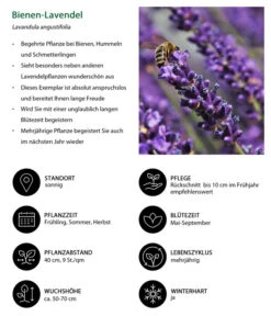 Dehners Bienen-Lavendel, 4er-Set 7 Dehners Bienen-Lavendel, 4er-Set -Gardena Store 7805799 WE IG 001 BienenLavendel 1