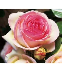 Kletterrose 'Eden Rose®' -Gardena Store 7841661 BildD 002 KletterroseEdenRoseEdenRose
