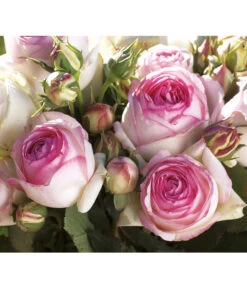 Kletterrose 'Eden Rose®' -Gardena Store 7841661 BildD 003 KletterroseEdenRoseEdenRose