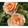 Edelrose 'Tropicana®'