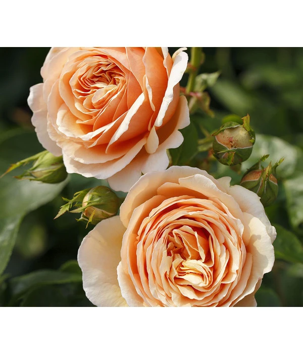 Edelrose 'Tropicana®' 1 Edelrose 'Tropicana®'