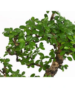 Bonsai Fukientee - Carmona Microphylla, 12-15 Jahre -Gardena Store 7976996 WE DE 001 BonsaiFukienteeCarmonaMicrophyllaBis15JahreDehnerExpressHerzig2