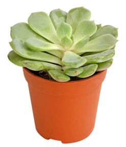 Echeverien-Set - Echeveria, Verschiedene Sorten 9 Echeverien-Set - Echeveria, Verschiedene Sorten -Gardena Store 7978117 PR FS 002 EcheverieSukkulenten6erSetT6DehnerExpressHerzig