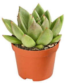 Echeverien-Set - Echeveria, Verschiedene Sorten 10 Echeverien-Set - Echeveria, Verschiedene Sorten -Gardena Store 7978117 PR FS 003 EcheverieSukkulenten6erSetT6DehnerExpressHerzig