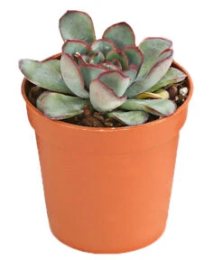 Echeverien-Set - Echeveria, Verschiedene Sorten 11 Echeverien-Set - Echeveria, Verschiedene Sorten -Gardena Store 7978117 PR FS 004 EcheverieSukkulenten6erSetT6DehnerExpressHerzig