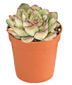 Echeverien-Set - Echeveria, Verschiedene Sorten 12 Echeverien-Set - Echeveria, Verschiedene Sorten -Gardena Store 7978117 PR FS 005 EcheverieSukkulenten6erSetT6DehnerExpressHerzig