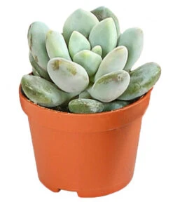 Echeverien-Set - Echeveria, Verschiedene Sorten 13 Echeverien-Set - Echeveria, Verschiedene Sorten -Gardena Store 7978117 PR FS 006 EcheverieSukkulenten6erSetT6DehnerExpressHerzig