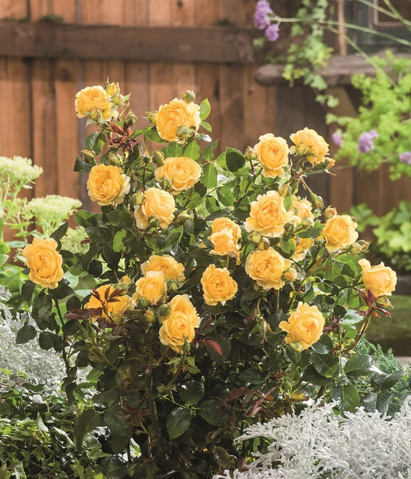 Beetrose 'Inka®' 2 Beetrose 'Inka®' – Bild 2