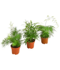 Zierspargel-Set - Asparagus, Verschiedene Sorten, 3-teilig