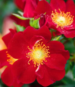 Beetrose 'Bienenweide®', Rot -Gardena Store 7988488 PR DE 001 RoseBienenweideRotTantau