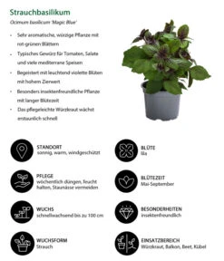 Dehner Gourmet Garten Strauchbasilikum 'Magic Blue' 10 Dehner Gourmet Garten Strauchbasilikum 'Magic Blue' -Gardena Store 8001869 WE IG 001 Strauchbasilikum