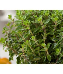Bio Oregano 7 Bio Oregano -Gardena Store 8002081 WE DE 001 BioOreganoBioOreganum