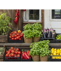 Tomate 'Previa' -Gardena Store 8002578 WE MO 001 BellaItaliaTomatePaprikaBasilikum2021GC04 1