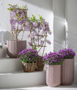 Schopf-Lavendel 11 Schopf-Lavendel -Gardena Store 8017014 7544026 WE MO 001 WisteriaBlauLavendel