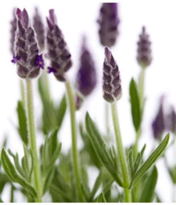 Schopf-Lavendel 17 Schopf-Lavendel -Gardena Store 8017014 WE DE 001 LavendelSchopflavendelLavandulaStoechasT13DehnerExpressZS