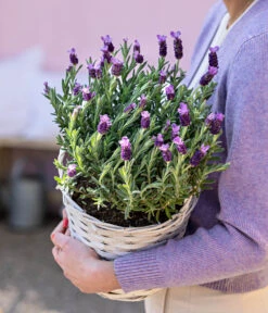 Schopf-Lavendel 15 Schopf-Lavendel -Gardena Store 8017014 WE MO 001 LavendelKorb