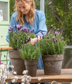 Schopf-Lavendel 14 Schopf-Lavendel -Gardena Store 8017014 WE MO 001 SchopfLavendelStoechas