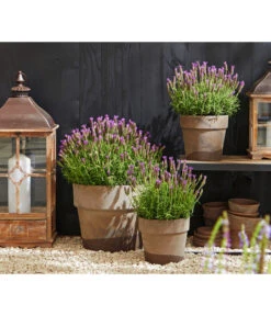 Schopf-Lavendel 12 Schopf-Lavendel -Gardena Store 8017014 WE MO 001 Schopflavendel