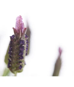 Schopf-Lavendel 16 Schopf-Lavendel -Gardena Store 8017089 PR DE 001 LavendelStoechasLavandulaStoechasT18DehnerExpressHerzig