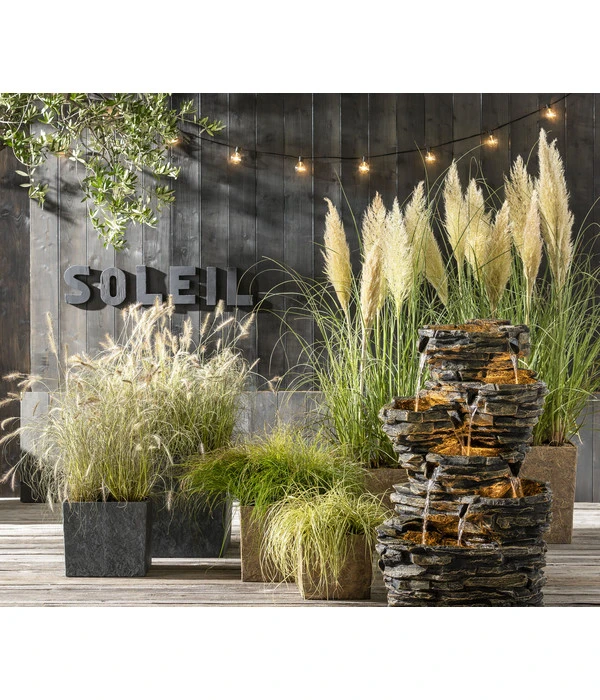 Pampasgras 2 Pampasgras – Bild 2