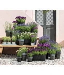 Lavendel 'No. 9' 7 Lavendel 'No. 9' -Gardena Store 8022436 WE MO 001 LavendelDark 1