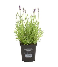 Lavendel -Gardena Store 8034126 PR FS 001 LavandulaAngustifoliaT9HidcoteLavendelDehnerExpressHerzig