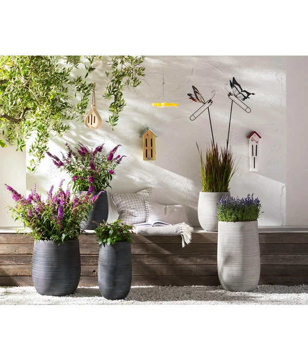 Dehner Gourmet Garten Strauchbasilikum 'Magic Blue' 2 Dehner Gourmet Garten Strauchbasilikum 'Magic Blue' – Bild 2