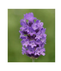 Lavendel 'No. 9' 8 Lavendel 'No. 9' -Gardena Store 8094070 PR DE 001 DownderryNo9Helix