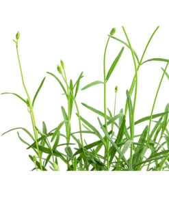 Lavendel 'No. 9' 9 Lavendel 'No. 9' -Gardena Store 8094070 WE DE 001 LavandulaAngustifoliaNO9LavendelT13