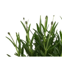 Lavendel 'Royal Blue' -Gardena Store 8097545 WE DE 001 LavendelRoyalBlue1L