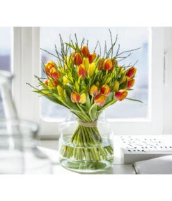 Heidelbeere-Bund, Ca. 40-50 Cm -Gardena Store 8128324 PR MO 001 Tulpen10erBundGelb ZweifarbigMix