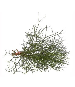 Heidelbeere-Bund, Ca. 40-50 Cm -Gardena Store 8148991 WE FS 002 HeidelbeereBundDehnerExpressHerzig