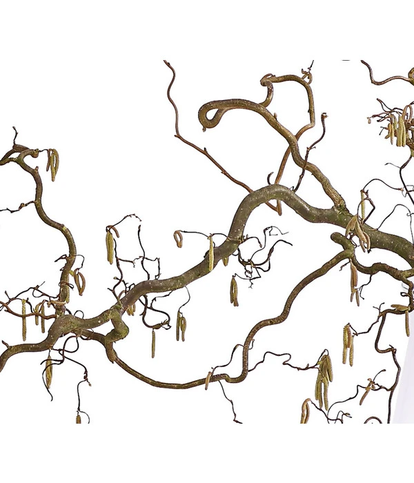 Korkenzieher-Hasel 'Contorta' 3 Korkenzieher-Hasel 'Contorta' – Bild 3