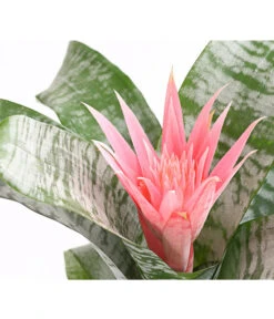 Lanzenrosette - Aechmea Fasciata -Gardena Store 8200636 WE DE 001 LanzenrosetteAechmeaPrimeraT15DehnerExpressHerzig