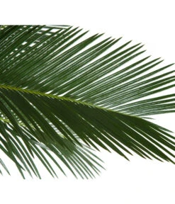Sagopalmfarn - Cycas Revoluta -Gardena Store 8216236 BildD 001 PalmfarnCycasRevoluta45