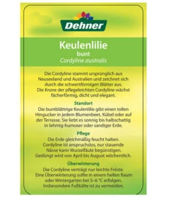 Keulenlilie - Cordyline Australis Variegata -Gardena Store 8216368 CorylineBuntEtikett2