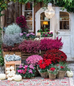 Knospenheide 'Hilda®' -Gardena Store 8217481 WE MO 001 AlpenveilchenRot Herbststory