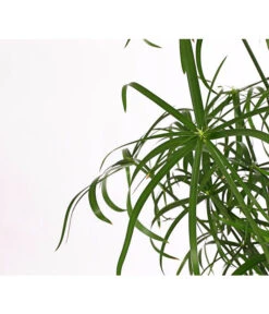 Zypergras - Cyperus Glaber -Gardena Store 8218463 PR DE 001 CyperusGlaborT23DehnerExpressHerzig