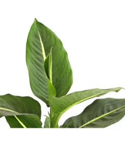 Dieffenbachie - Dieffenbachia Maculata, Verschiedene Sorten -Gardena Store 8219560 WE DE DieffenbachieGreenMagicT12