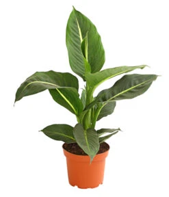 Dieffenbachie - Dieffenbachia Maculata, Verschiedene Sorten -Gardena Store 8219560 WE FS 001 DieffenbachieDieffenbachiaGreenMagicT12DehnerExpressHerzig