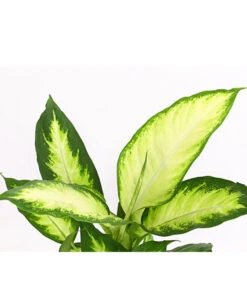 Dieffenbachie - Dieffenbachia Maculata 'Camilla' -Gardena Store 8219735 PR DE 001 DieffenbachieDieffenbachiaCamillaT12DehnerExpressHerzig