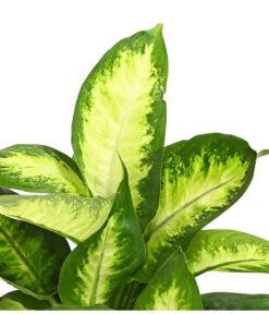 Dieffenbachie - Dieffenbachia Maculata, Verschiedene Sorten -Gardena Store 8219818 WE DE 001 DieffenbachieDieffenbachiaMixT12DehnerExpressHerzig
