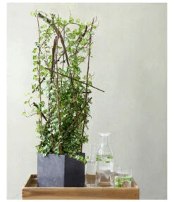 Efeu - Hedera Helix, Weiß/bunt 9 Efeu - Hedera Helix, Weiß/bunt -Gardena Store 8224370 8224388 MO EfeuWeissBuntFloradania