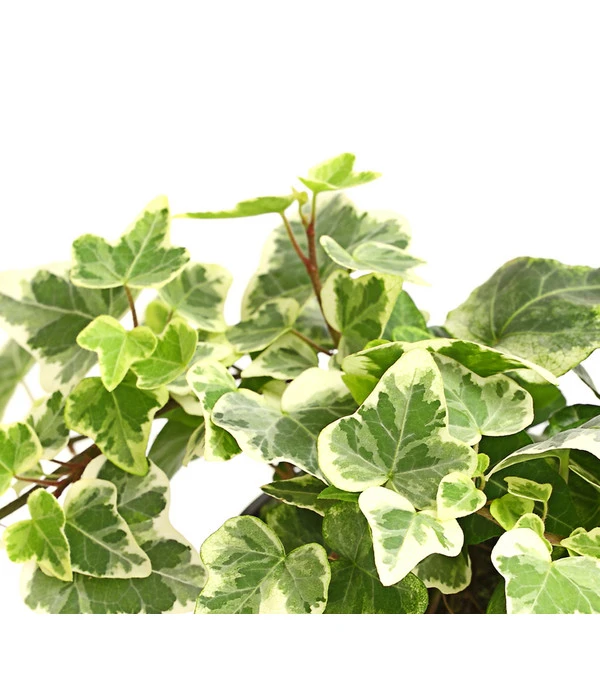 Efeu - Hedera Helix, Weiß/bunt 2 Efeu - Hedera Helix, Weiß/bunt – Bild 2