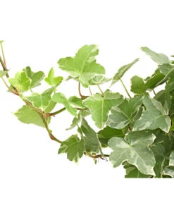 Efeu - Hedera Helix, Weiß/bunt 7 Efeu - Hedera Helix, Weiß/bunt -Gardena Store 8224370 WE DE 002 EfeuWeissT9DehnerExpressHerzig